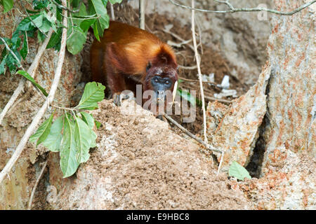 Mono aullador (Alouatta seniculus) comer la arcilla en una collpa, Reserva Natural de Tambopata, región de Madre de Dios, Perú