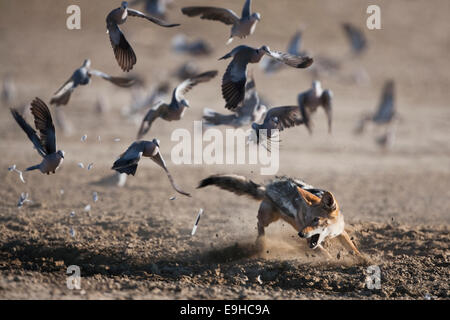 El Chacal, Blackbacked Canis mesomelas, persiguiendo palomas, el Parque Transfronterizo Kgalagadi, Sudáfrica Foto de stock