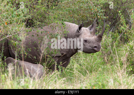 El rinoceronte negro (Diceros bicornis), Masai Mara, Kenya, Africa. Foto de stock
