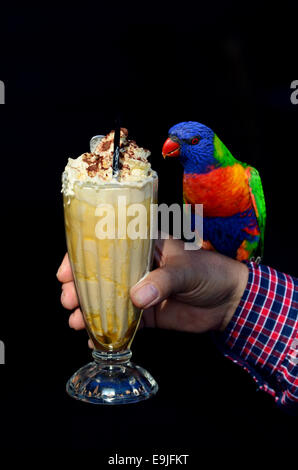 Rainbow Lorikeet australianos nativos sentarse sobre una persona mano y bebiendo malteada. aislado sobre fondo negro espacio de copia.