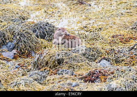 Nutria europea descansa sobre las algas en la orilla del mar loch