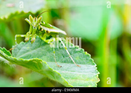 Creobroter Gemmatus, piedras preciosas flores o indio Mantis Mantis flor sobre hojas de plantas Foto de stock