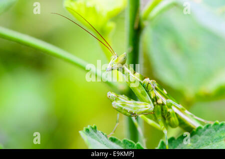Creobroter Gemmatus, piedras preciosas flores o indio Mantis Mantis flor sobre hojas de plantas Foto de stock