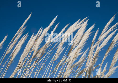 Salvaje, hierba alta en un campo en East Sussex, Inglaterra en un soleado día de febrero. Foto de stock