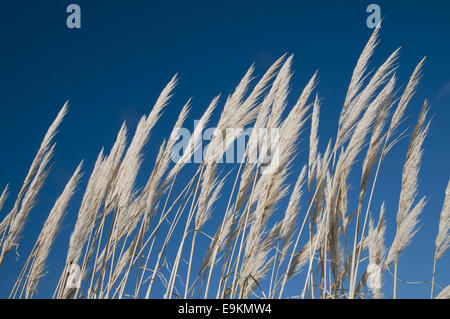 Salvaje, hierba alta en un campo en East Sussex, Inglaterra en un soleado día de febrero. Foto de stock