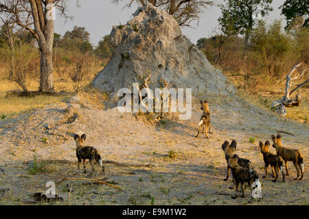 Cachorros de perro salvaje Face Off con un jabalí grande que está saliendo de un termitero Foto de stock