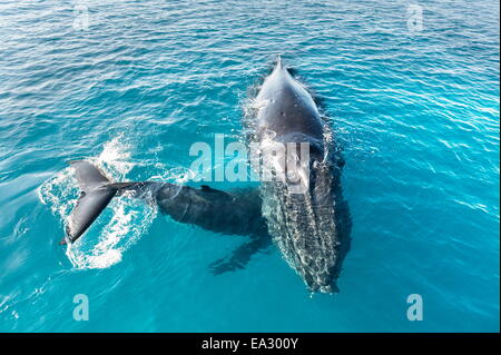 Las ballenas jorobadas (Megaptera novaeangliae), la madre y el ternero, Hervey Bay, Queensland, Australia, el Pacífico Foto de stock