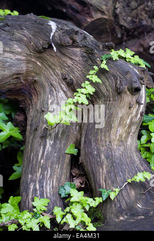 Hedera helix. La hiedra trepando sobre un tocón de árbol en un stumpery. Foto de stock