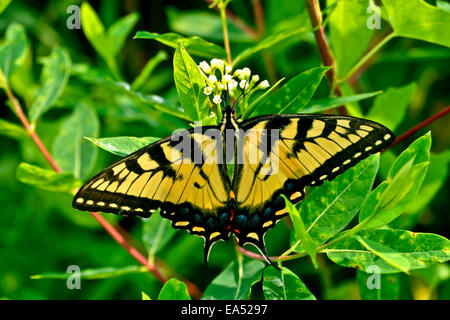 Amarillo Tigre Occidental - Especie Papilio rutulus