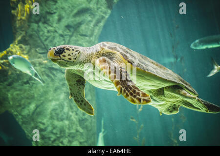 Gran tortuga nadando bajo el mar Foto de stock