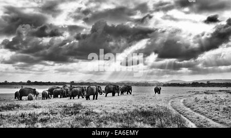 Rebaño de elefantes en el Parque Nacional Kaudulla, Galkulama, Sri Lanka Foto de stock