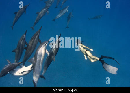 Mujer libre de buceo con delfines giradores, Hawai, Estados Unidos Foto de stock