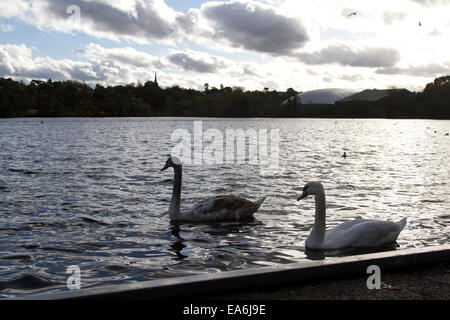 Wimbledon, Londres, Reino Unido. El 7 de noviembre de 2014. Cisnes nadar un frío día de otoño en Wimbledon Lago Crédito: amer ghazzal/Alamy Live News