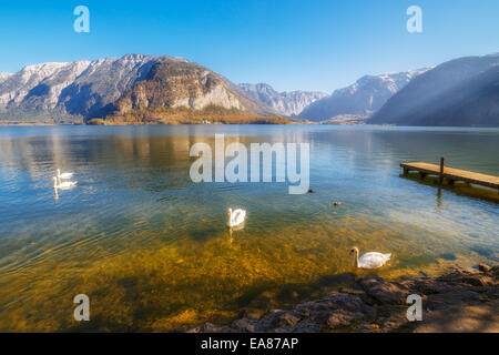 Cisnes flotando en el lago, iluminado por el sol de la mañana Foto de stock