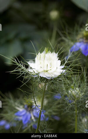 Nigella damascena flores. Amor en la niebla. Foto de stock