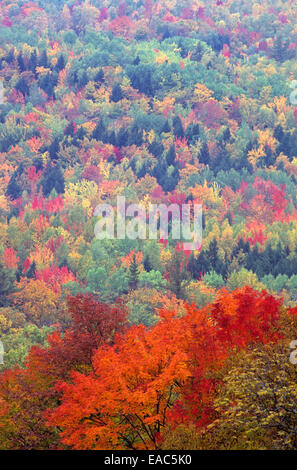 Follaje otoñal en New Hampshire, Estados Unidos. Foto de stock