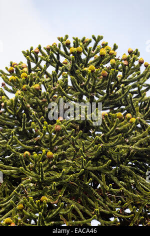 Conos femeninos en las ramas de punta de Araucaria araucana, el pehuén.