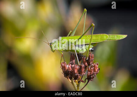Casquillo de rodamiento de hoz-grillo (Phaneroptera falcata) en flor Foto de stock