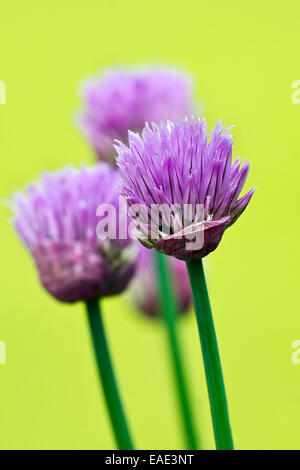 Cebollino (Allium schoenoprasum), floración, Burgenland, Austria Foto de stock