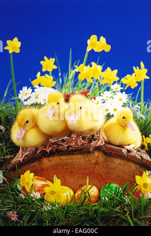 Cuatro patos sentarse en un árbol antes de Pascua decoración Foto de stock
