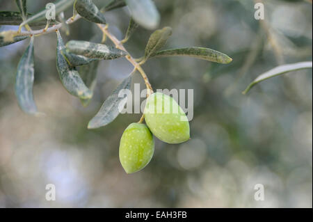Dos aceitunas verdes crece en un árbol de olivo en Chipre Foto de stock