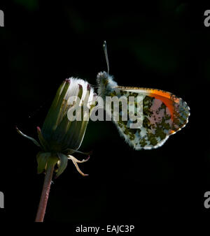 Macho retroiluminado punta anaranjada mariposa descansando