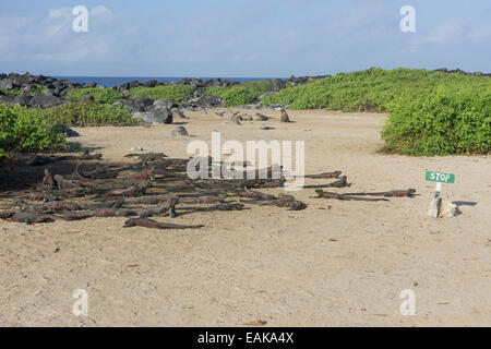 Iguanas marinas (Amblyrhynchus cristatus) en una playa de arena, la isla de La Española, Las Islas Galápagos, Ecuador Foto de stock