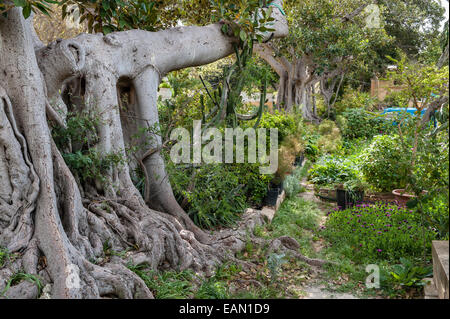 Malta. Los Jardines Botánicos Argotti, Floriana, establecido en 1805. Un llanto higuera (Ficus benjamina) Foto de stock