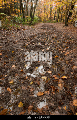 Barro squelchy desprolijo trail creado por excursionistas a través de un denso matorral de hayas sendero en la niebla y los colores de otoño Foto de stock