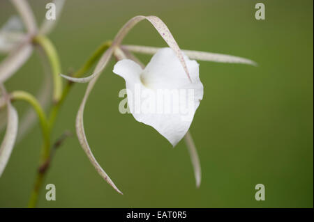 Brassavola nodosa fotografías e imágenes de alta resolución - Alamy