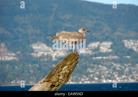Western juvenil (Larus occidentalis) encaramado sobre un pedazo grande de driftwood, Vancouver, BC, Canadá Foto de stock