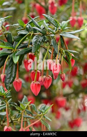Linterna chileno tree (crinodendron hookerianum) Foto de stock