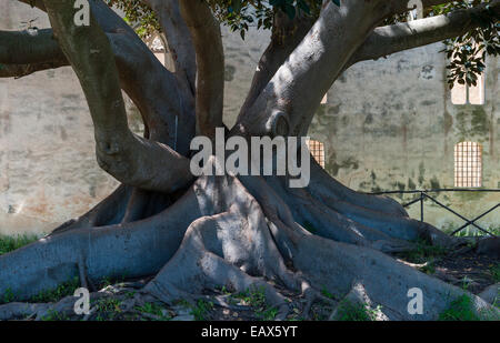 Una enorme higuera llorosa (Ficus benjamina) fuera del castillo 14c de Donnafugata, cerca de Ragusa, Sicilia, Italia Foto de stock