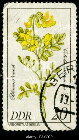 Rda - circa 1981: un sello impreso en RDA muestra la imagen de un Flowerses con la inscripción "Golutea arlorescens serie 'L' Arbore Foto de stock