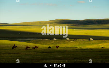 Ganado y pastor cercano a su gers en la estepa de Mongolia, Mongolia Foto de stock
