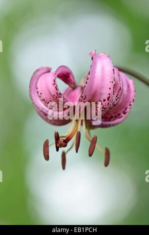 Turk's Lilium martagon lily (cap) Foto de stock