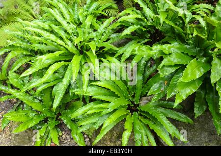 El Hart's lanza (helecho asplenium scolopendrium syn. phyllitis scolopendrium) Foto de stock