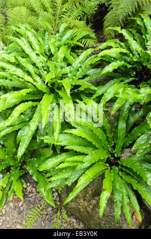 El Hart's lanza (helecho asplenium scolopendrium syn. phyllitis scolopendrium) Foto de stock
