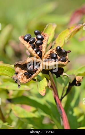 Common Peonía (paeonia officinalis) Foto de stock