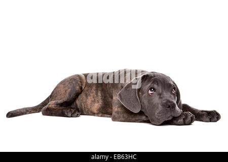 Caña gris corso perrito sentar delante de un fondo blanco y mirando hacia arriba