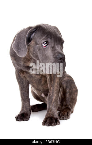 Corso de caña gris cachorro de perro sentado delante de un fondo blanco.