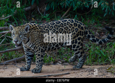 Jaguar (Panthera onca) en rainforest habitat de Pantanal, estado de Mato Grosso, Brasil Foto de stock