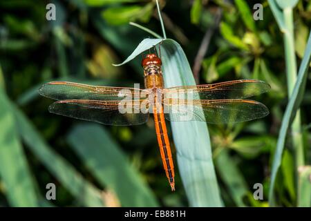 Needham's Skimmer Dragonfly Libellula needhami en Corolla, NC USA