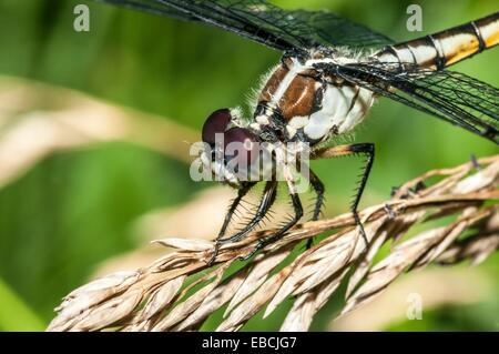 Needham's Skimmer Dragonfly Libellula needhami en Outer Banks de Carolina del Norte, EE.UU.