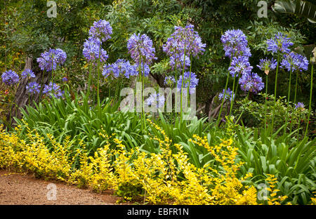 Lirio azul africano (Agapanthus africanus) flores en el jardín Foto de stock