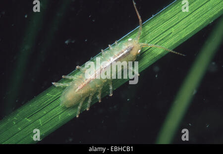 Báltico, Mar Báltico isopod centiped (Idotea báltica), eelgrass. Foto de stock