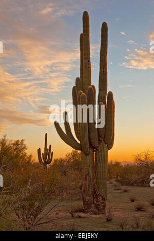 Cacto saguaro (Carnegiea gigantea, Cereus giganteus), un gran individuo en luz del atardecer, Phoenix, Arizona, EE.UU.