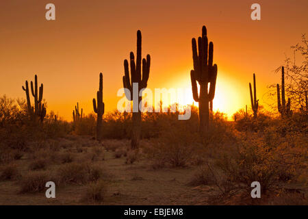Cacto saguaro (Carnegiea gigantea, Cereus giganteus), grupo al atardecer, Phoenix, Arizona, EE.UU.