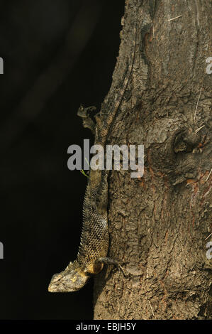 Bloodsucker común, Indian variable variable lagartija Agama, el camaleón (Calotes versicolor), sentado en el tronco de un árbol al revés, Sri Lanka Foto de stock