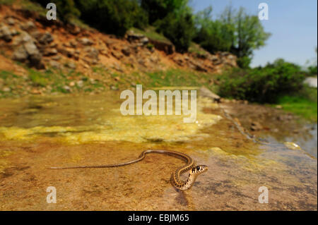 Culebra de los Balcanes (Natrix natrix persa), el césped joven serpiente, Grecia, natación, Westliche Rhodopen Thrakien Foto de stock